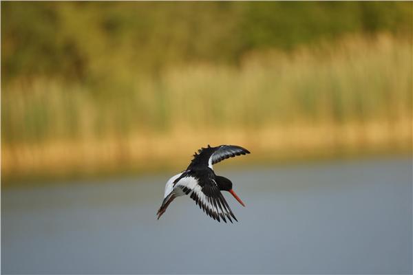 Oyster Catcher